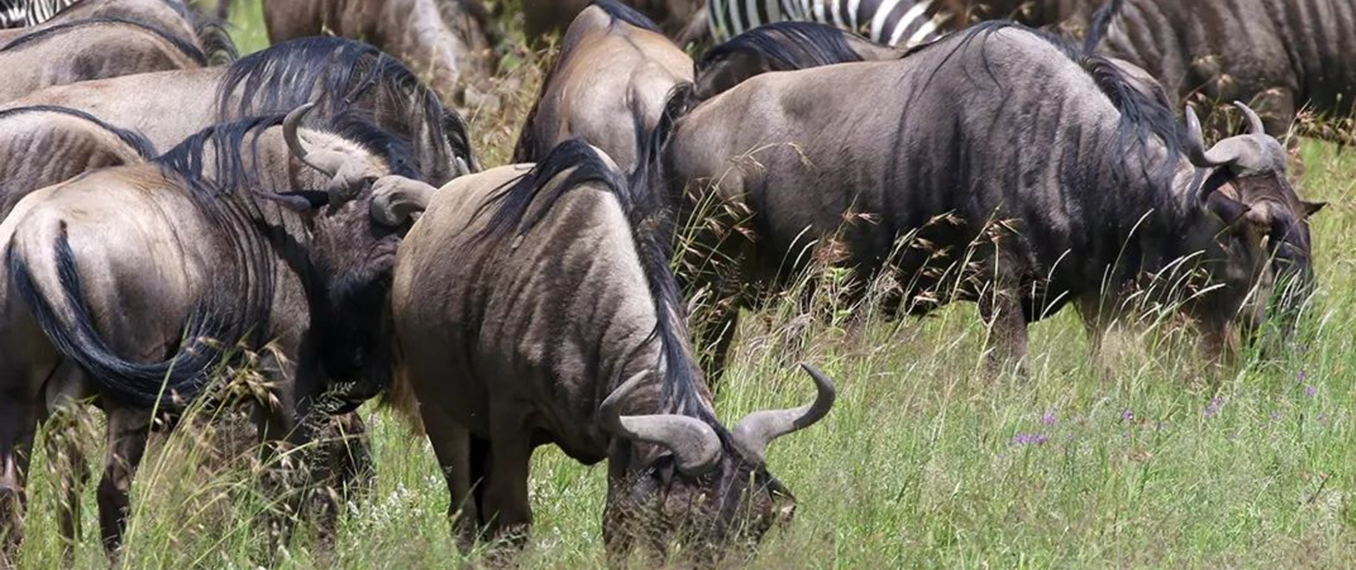 Ultmate Safari from Zanzibar to Serengeti 3 day